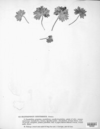Passalora minutissima image